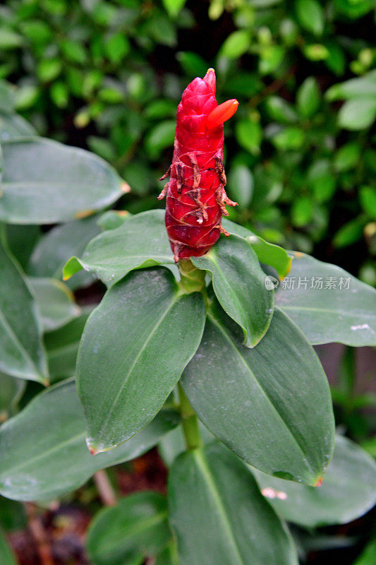 螺旋形Costus /螺旋形姜